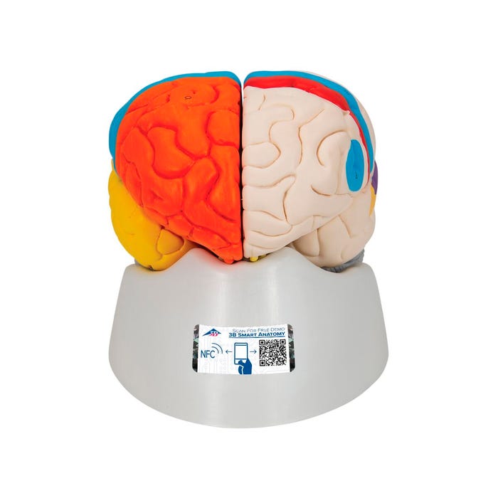 3B Scientific Neuroanatomical Brain Model
