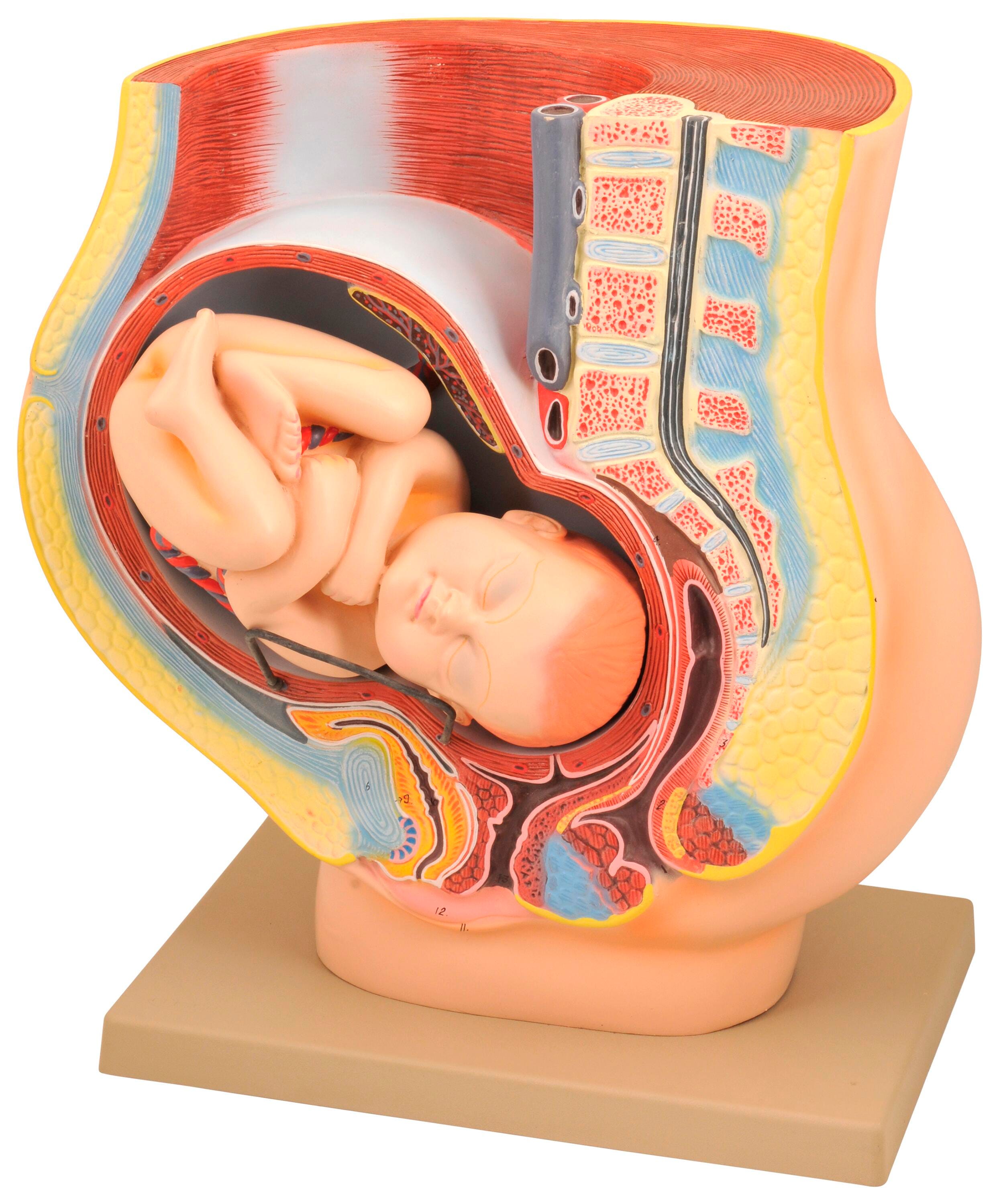 Eisco Labs Human Pregnancy Pelvis Model with Removable Fetus
