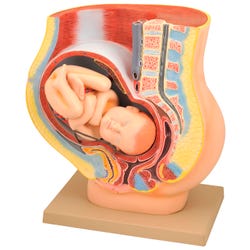 Eisco Labs Human Pregnancy Pelvis Model with Removable Fetus