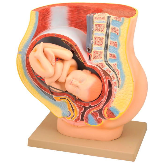 Eisco Labs Human Pregnancy Pelvis Model with Removable Fetus
