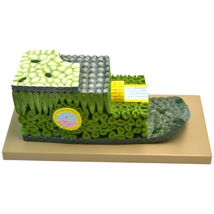 Eisco Labs Micro Structure of Dicot Leaf Model