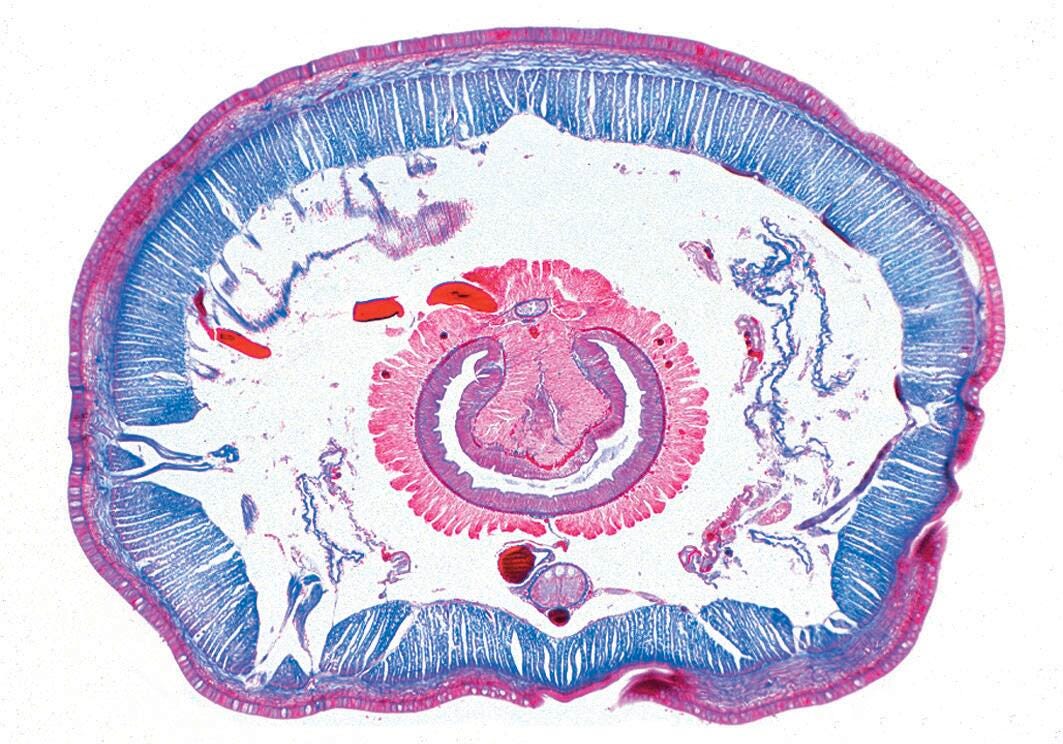 Science Survey Sets, Item Number 529419