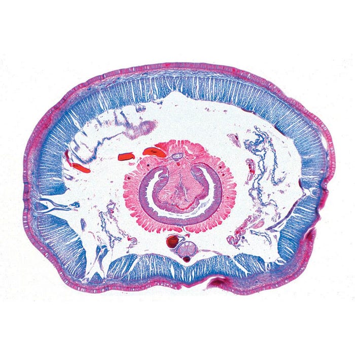 Johannes Lieder Elementary Biology Slides. Set of 12