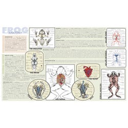 Frey Scientific Laminated Dissection Mat, 0.2 Mil Thick, Frog Anatomy Print, Item Number 588850