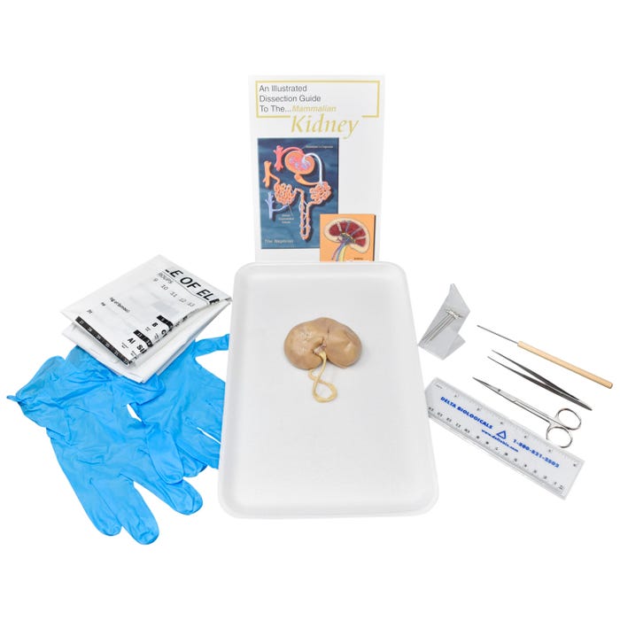 Frey Scientific Choice Preserved Sheep Kidney with Dissection Tools