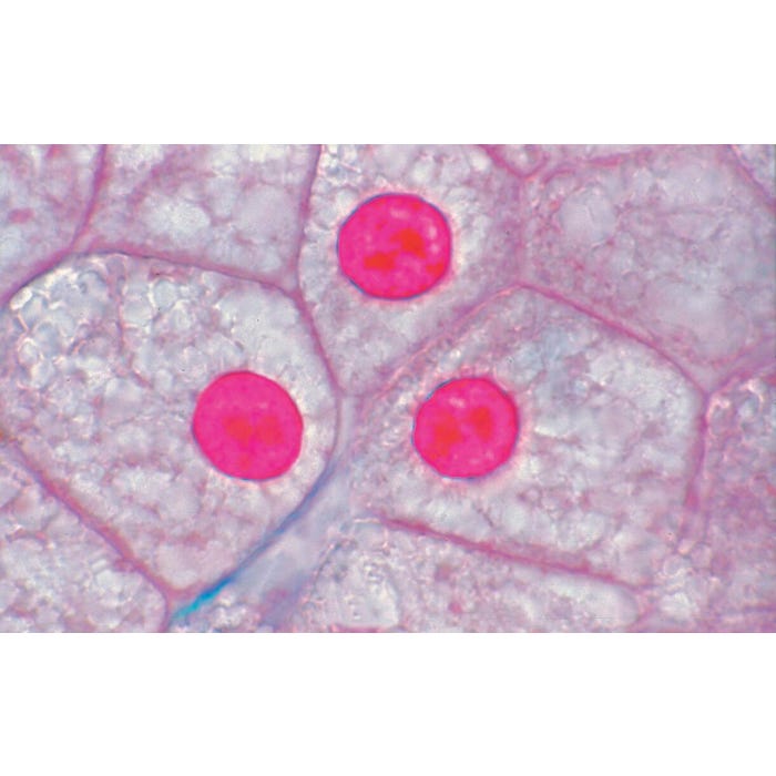 Johannes Lieder Prepared Microscope Slides, Introductory Animal Cells, Set of 6