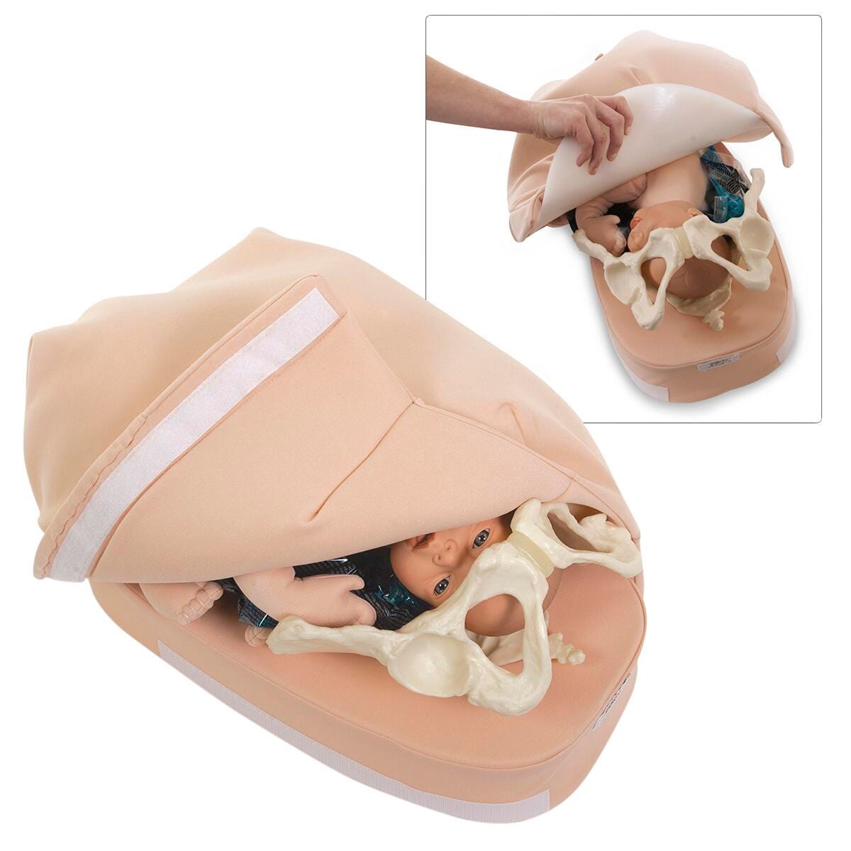 Image for Abdominal Palpation Model from School Specialty