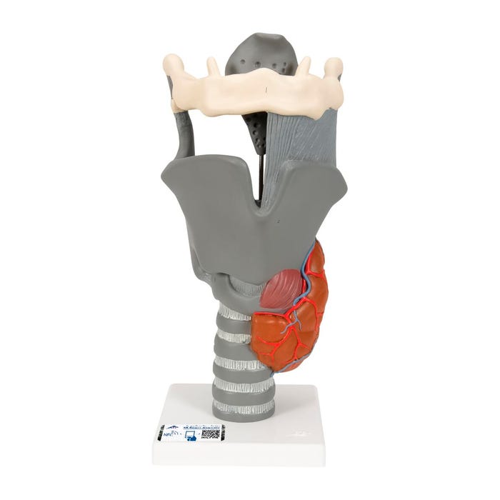 3B Scientific Functional Larynx Model