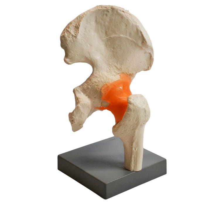 Model Human Hip Joint