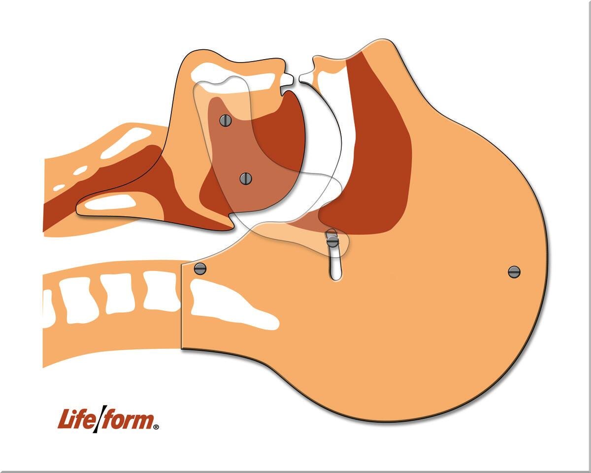 Life/form® Airway Simulation Board