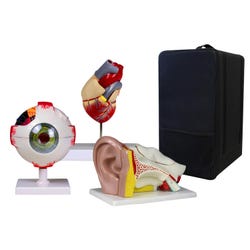 Walter Products Three Anatomy Teacher Bundle, Ear / Eye / Heart with Carrying Case