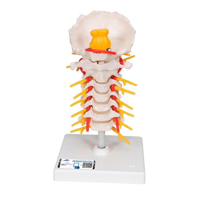 3B Scientific Cervical Human Spinal Column