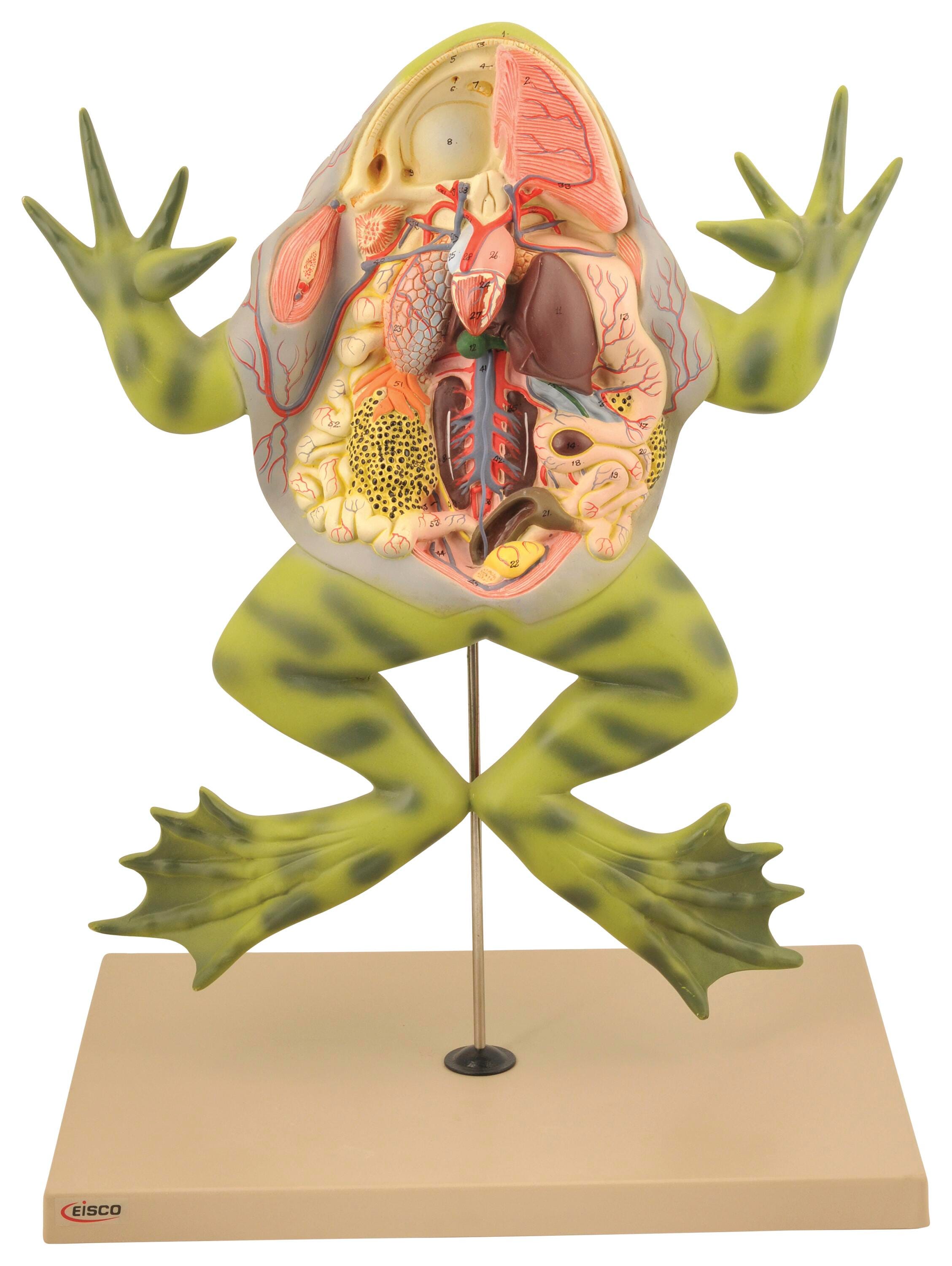 Zoology, Entomology, Item Number 2012069