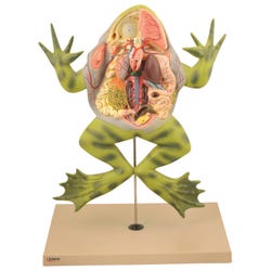 Zoology, Entomology, Item Number 2012069