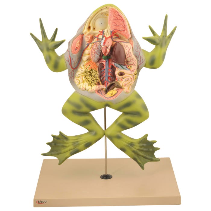EISCO Model Frog with Open Back