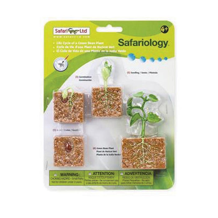 Safariology Models Life Cycle Of A Green Bean Plant