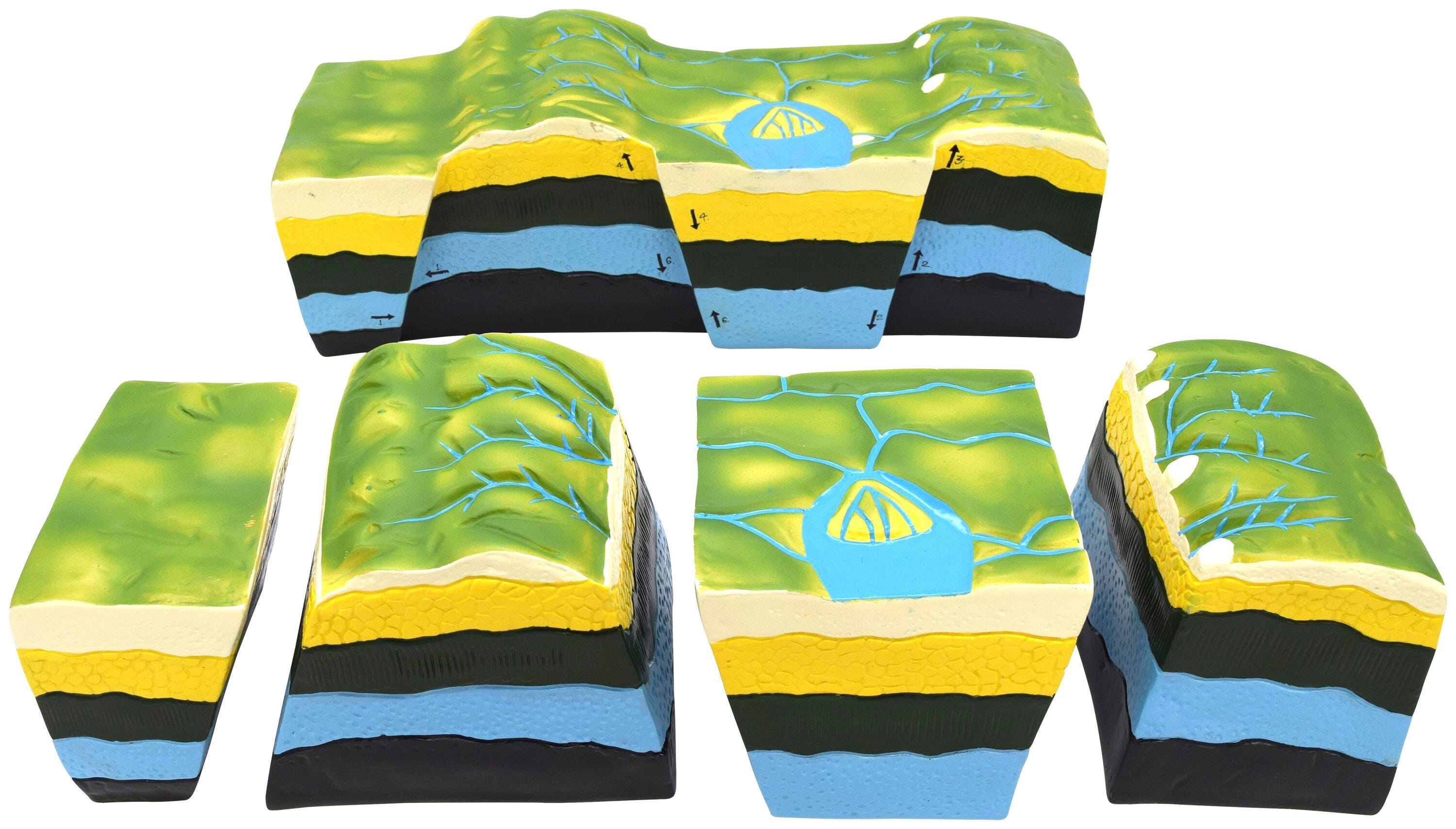 Biology Studies, Item Number 2021862