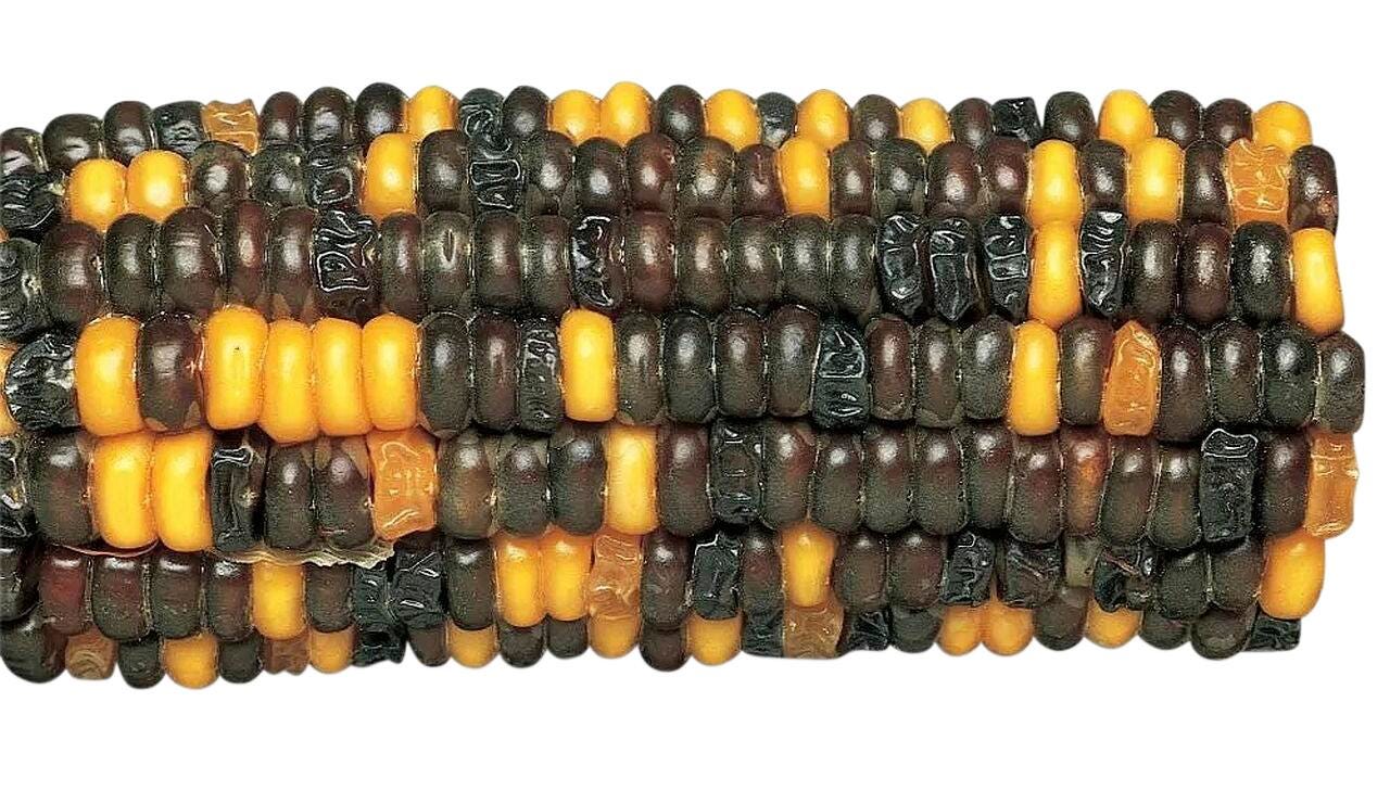 Frey Scientific Corn Ears for Genetics Studies - Purple Starchy: Purple Sweet: Yellow Starchy: Yellow Sweet (9:3:3:1) 1017533
