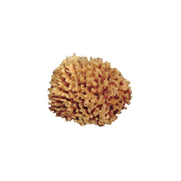 Royal & Langnickel Durable Soft Natural Florida Sea Wool Pottery Sponge, 4 - 5 Inches Dia
