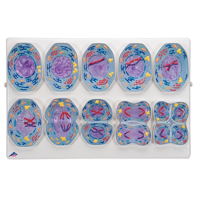 3B Scientific Meiosis Model, 10 Phase