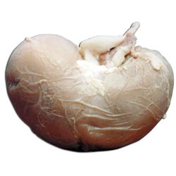 Frey Scientific Choice Plain Injected Preserved Sheep Kidney, Pack of 10, Item Number 596886