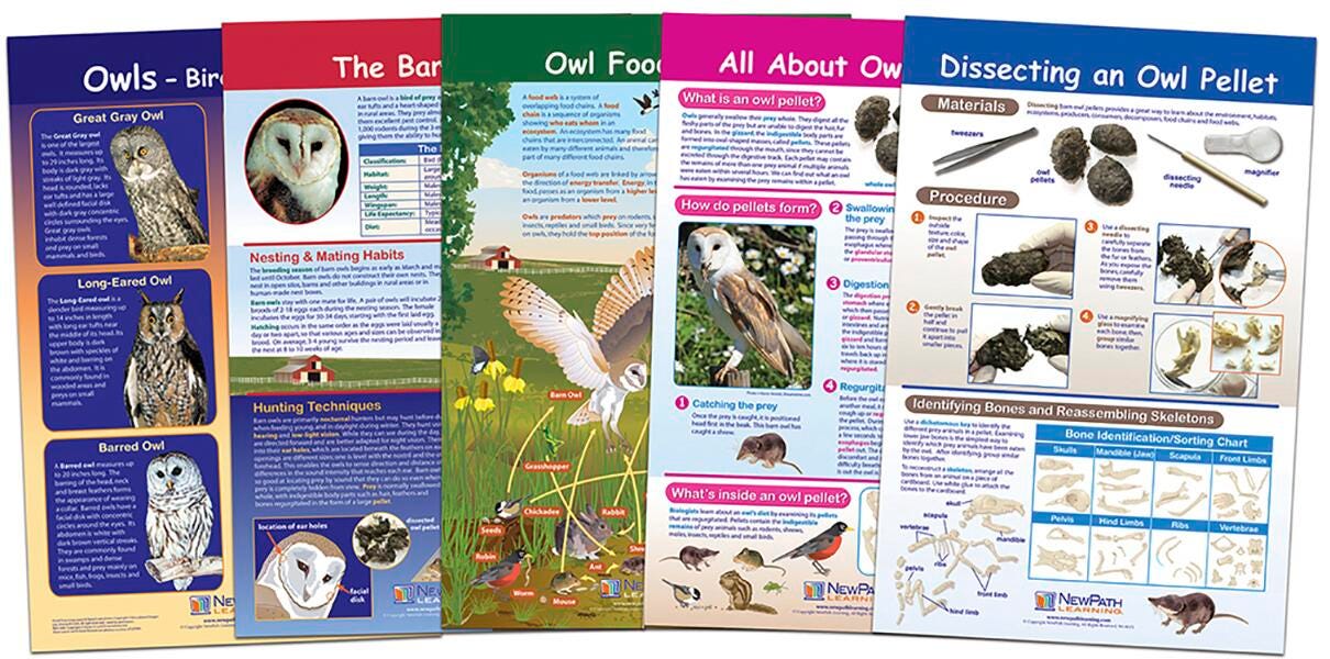Image for NewPath Learning Bulletin Board Set of 5, Owl and Owl Pellets, Grades 5 to 8 from School Specialty