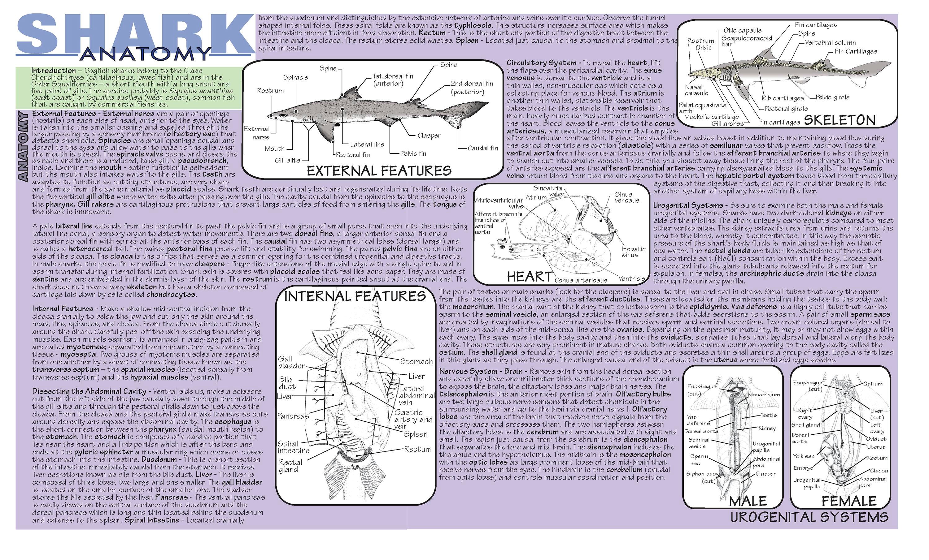 Image for Frey Scientific Shark Dissection Mat from School Specialty