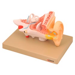 Eisco Labs Human Ear Model