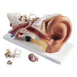 Lab and Anatomical Models, Item Number 562987