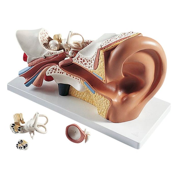 3B Scientific Human Ear Model, 4 Pieces