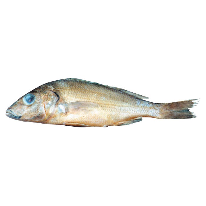 Frey Scientific Choice Preserved Perch with Dissection Guide, 7 to 9 Inches, Vacuum Sealed Pack of 30