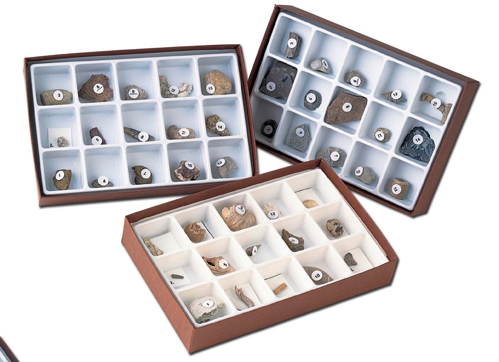 Fossils, Geologic Time, Item Number 1293009