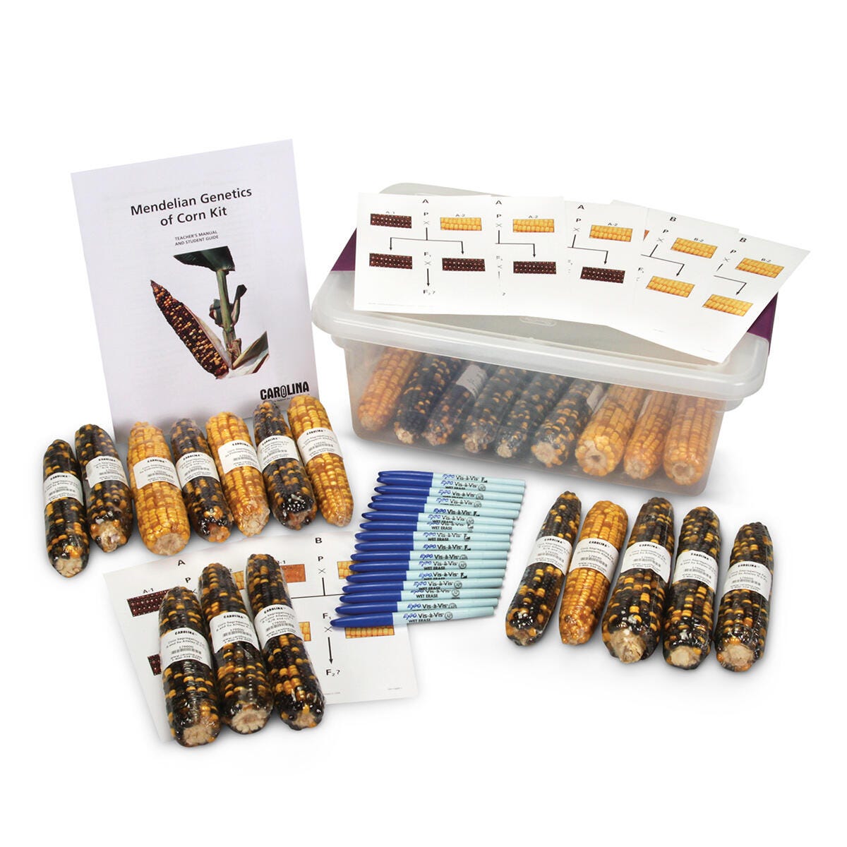 Image for Genetics of Corn Kit from School Specialty