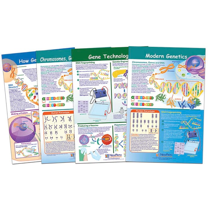 NewPath Learning Bulletin Board Chart Set of 4, Chromosomes, Grades 5 to 8