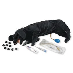 Life/formยฎ Basic Sanitary CPR Dog