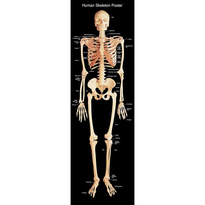 Human Skeleton Extra Large Poster, 60 X 18 in