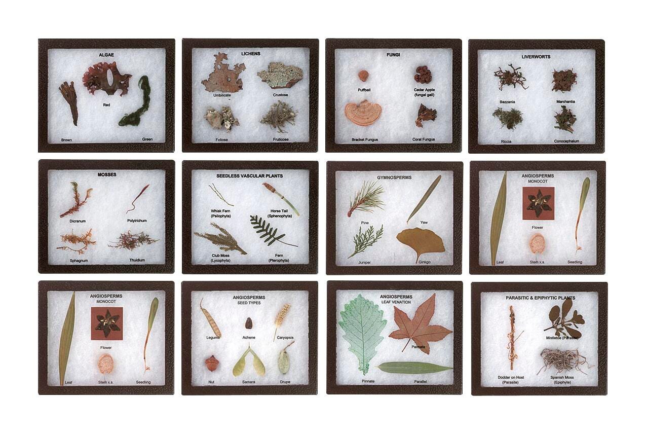 Plant Kingdom Activity Set 2218377