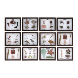 White Owl Enterprises Plant Kingdom Activity Set, Pack of 12