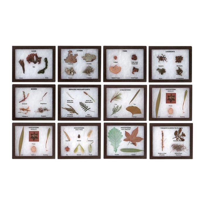 White Owl Enterprises Plant Kingdom Activity Set, Pack of 12