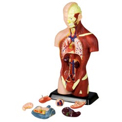Walter Products Sexless Human Torso Model, 7 Parts