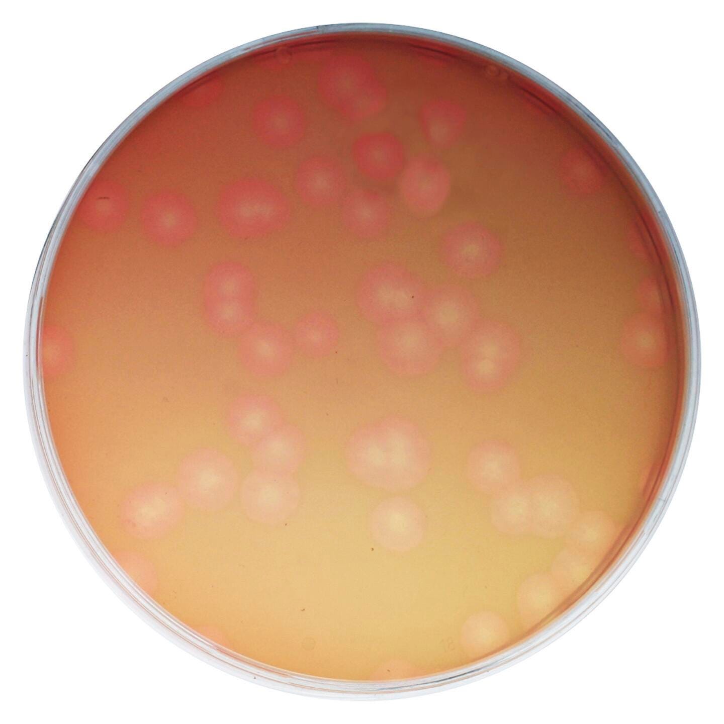 Biotechnology, Item Number 1500908