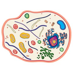 See-Through Animal Cell Builder 2133737