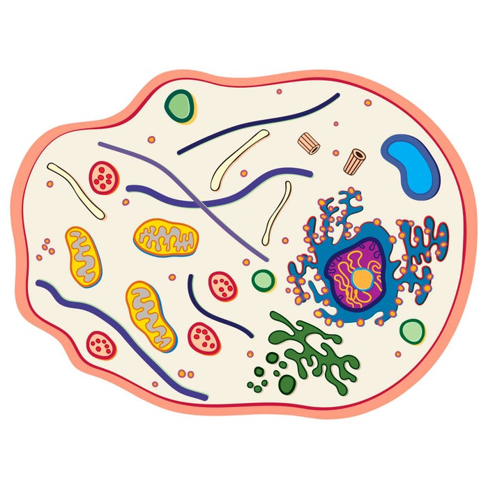 Roylco Cell Model See-Through Animal Cell Builder