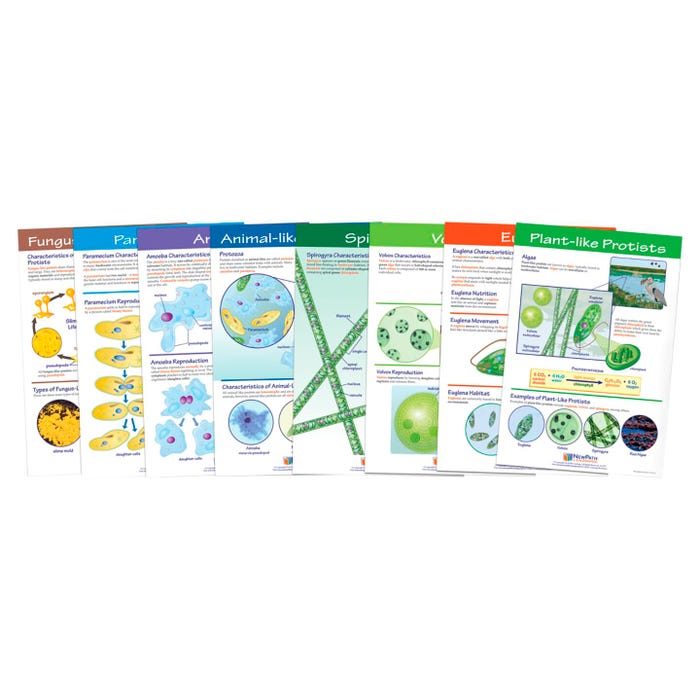 NewPath Learning Protists: Pond Microlife Bulletin Board Chart Set