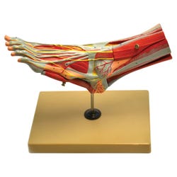 Lab and Anatomical Models, Item Number 2011726