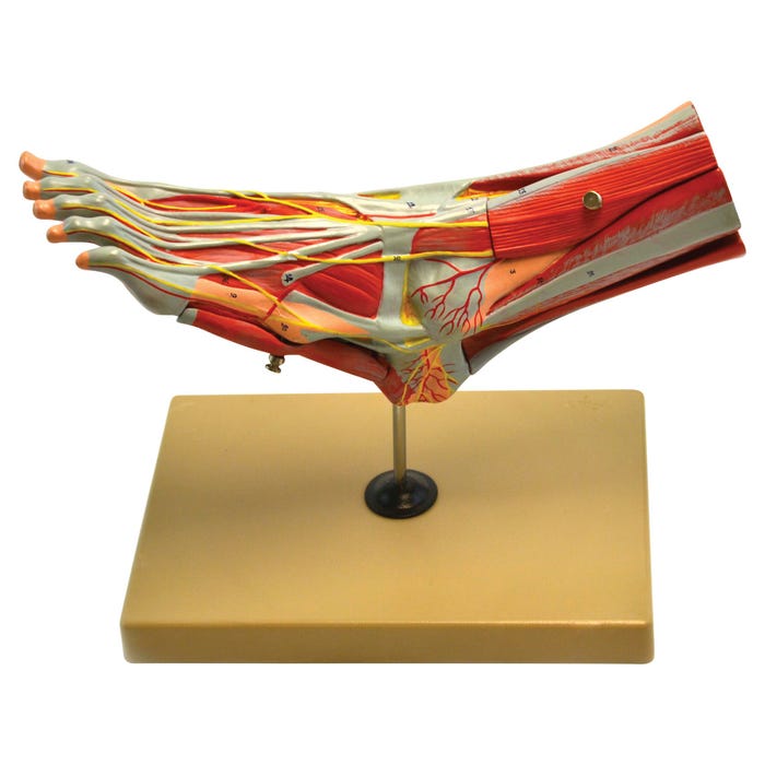 Eisco Labs Muscles And Ligament of Foot and Ankle Model