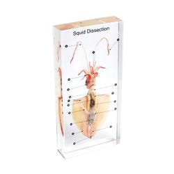 Dissection Alternatives, Item Number 1572925