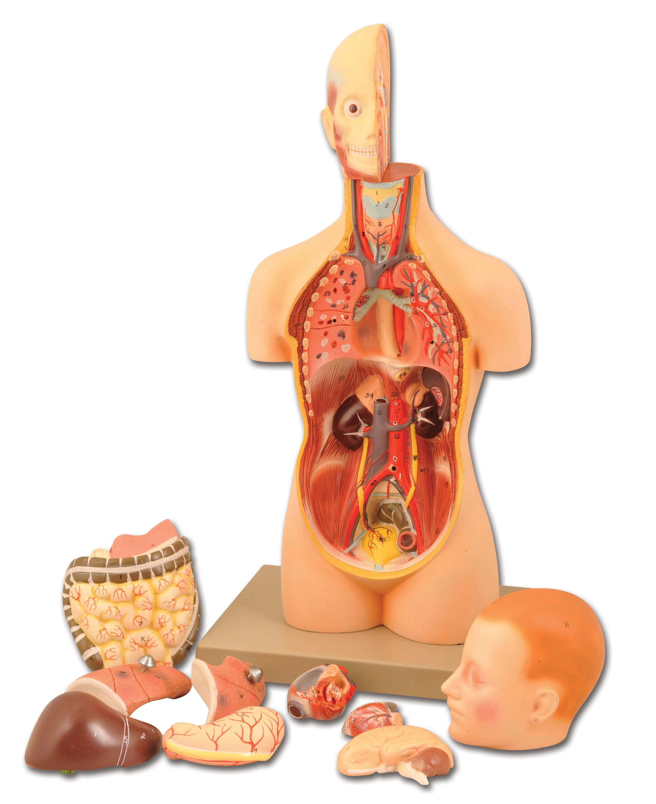 Lab and Anatomical Models, Item Number 1457409