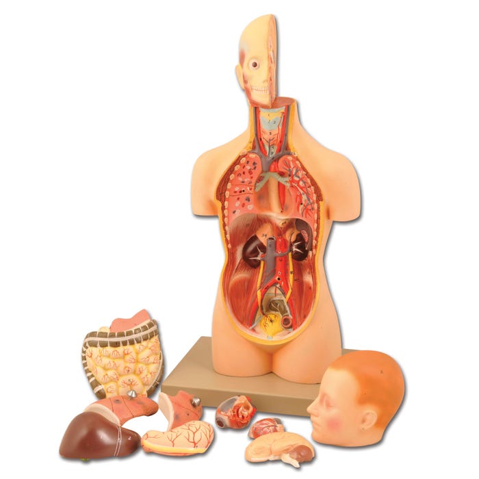 Eisco Human Torso Model Half Life Size, 12 Pieces