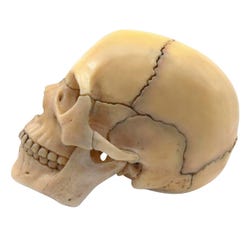 Eisco Labs Didactic Mini Skull, Natural Color, 15 Pieces, Magnetic Mounting